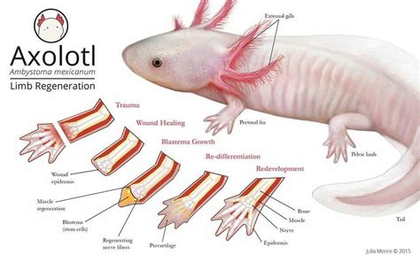 Axolotli – Ett lattjolojt amfibie med gälar och en förmåga att regenerera lemmar!