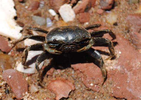  Fiddler Crab! En Snygg Lärare Med Flertalet Ben och Fascinerande Dansrörelser