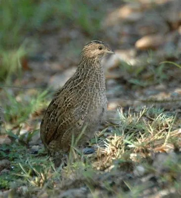  Quail - En Fascinerande Fågel med Snabbhet Som en Vind och En Röst som Liknar en Flört!