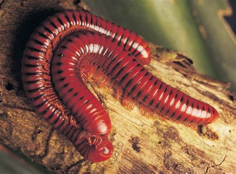  Rusted Millipede! An Astonishing Arthropod That Combines Ancient Lineage with Modern-Day Survival