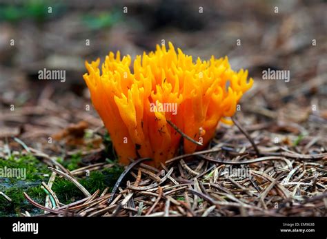  Yellow Fungus Coral: Unveiling a Tiny Sea Treasure That Flourishes Amidst the Darkness