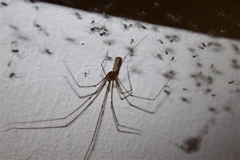  Cellar Spider! Eight-Legged Wonders That Weave Delicate Trapdoors For Unsuspecting Prey