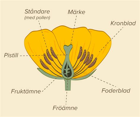  Heterotrichia! En fascinerande mikrokosmos av flata fibrer och svala rörelser