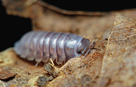  Investigate the Intriguing Isopod: A Master of Molting and Microscopic Movement!