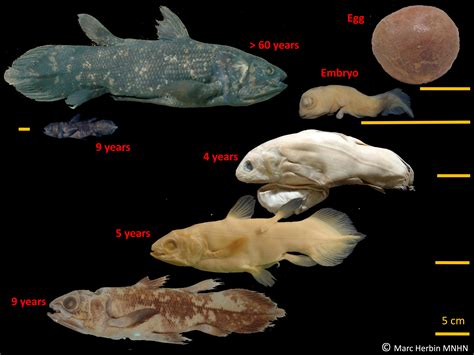  Nåldfisk - En fisk som är både en mästare på kamouflage och ett levande fossil från juraperioden!