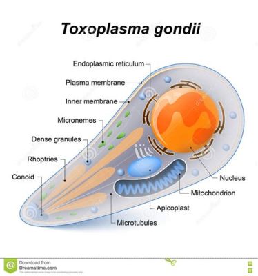  Oxoplasma! En Parasit Med Ett Oväntat Livsdrama