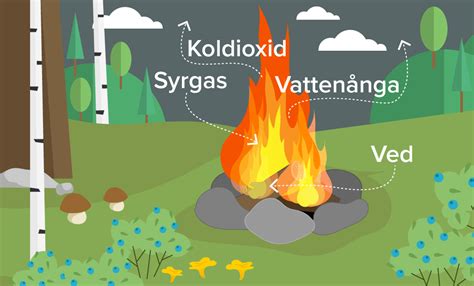 Venusköld! En lekfull och färgglad koloniboende svamp som skapar ett livligt underhavsmiljö