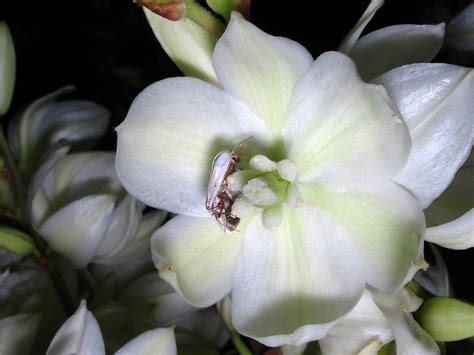  Yucca Moth: En Mystisk Vävares Expert På Kaktusblomma Och En Vördnadvärd Symbios!